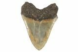 Serrated, Fossil Megalodon Tooth - North Carolina #192871-2